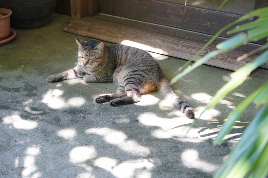 猫
